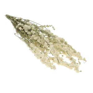 Dried flowers - white Delphinium - bunch