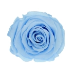 Everlasting rose (preserved) blue - large