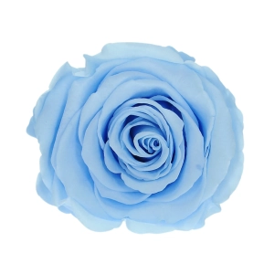 Everlasting rose (preserved) blue - large