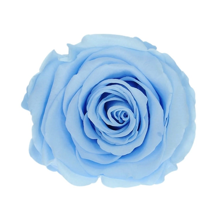 Everlasting rose (preserved) blue - large