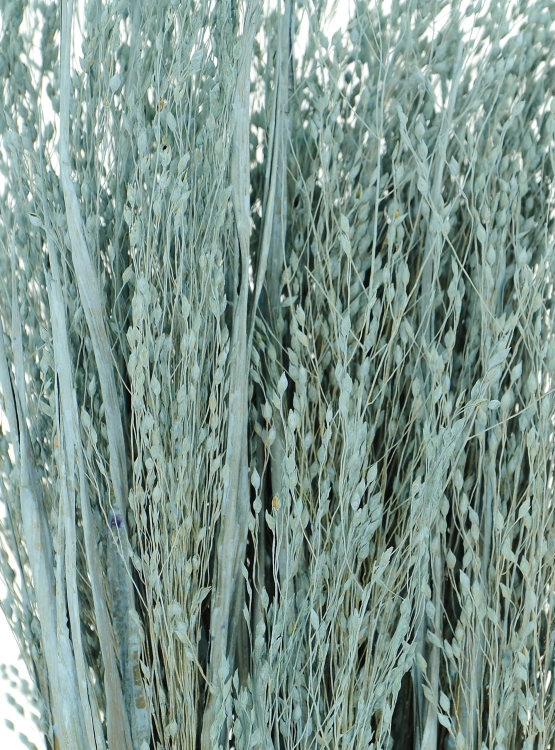 Dried grass - blue Switchgrass - bunch