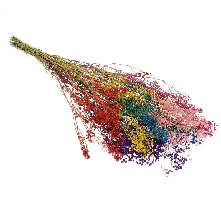 Preserved rainbow gypsophila - bunch - dried flowers