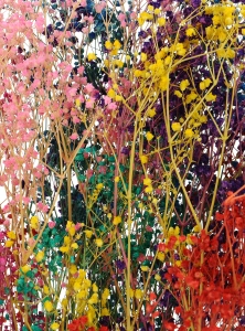 Preserved rainbow gypsophila - bunch - dried flowers
