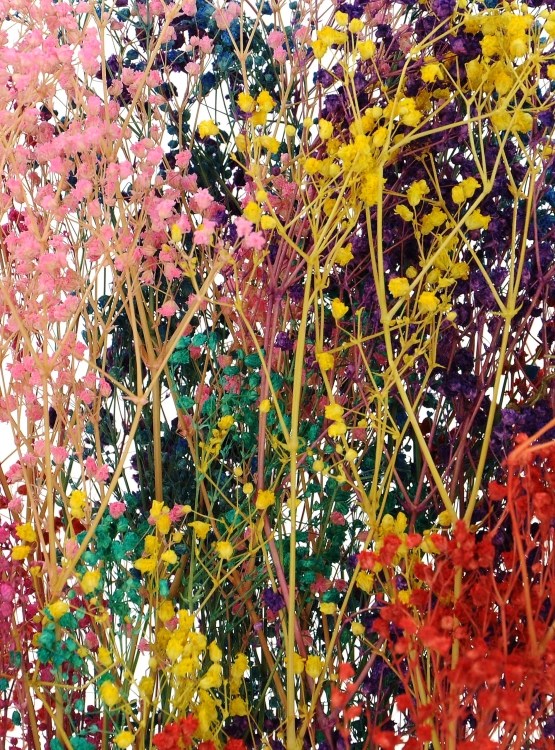 Preserved rainbow gypsophila - bunch - dried flowers