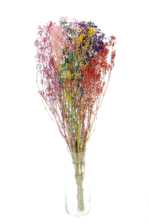 Preserved rainbow gypsophila - bunch - dried flowers