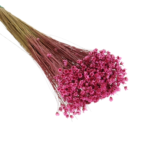 Suszona gliksja ciemnoróżowa OUTLET