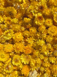 Dried yellow Helichrysum - heads, flowers 50 g, ~70 pcs