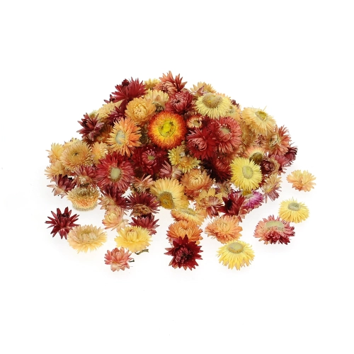 Dried Helichrysum mix of colours  - heads, flowers 50 g, ~100 pcs