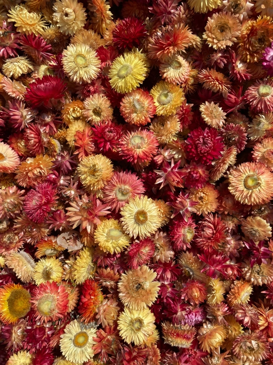 Dried Helichrysum mix of colours  - heads, flowers 50 g, ~100 pcs