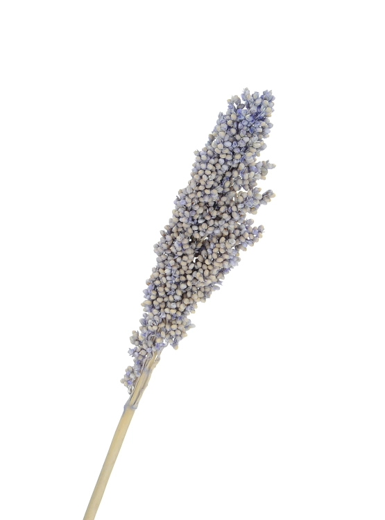 Suszone sorgo fioletowe ~5 szt. - suszone trawy