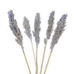 Sorghum, violett - Strauß 5 Stk. - Trockengräser