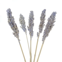Dried grass - purple Sorghum ~5 stems