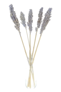 Suszone sorgo fioletowe ~5 szt. - suszone trawy