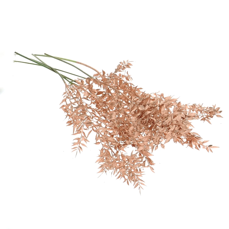 Dried copper Ruscus - bunch 5 stems