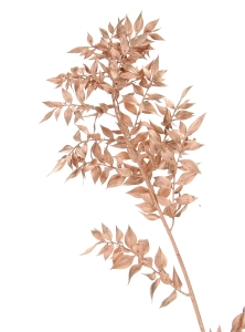 Dried copper Ruscus - bunch 5 stems