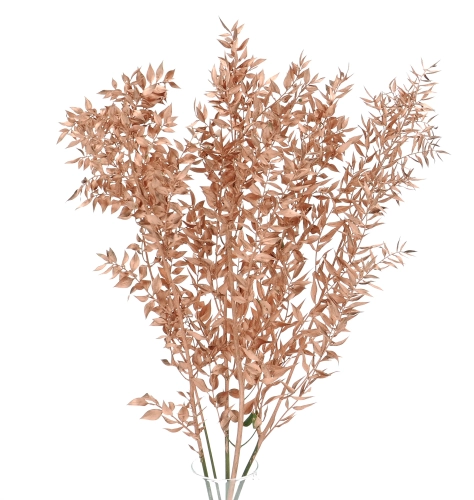 Dried copper Ruscus - bunch 5 stems