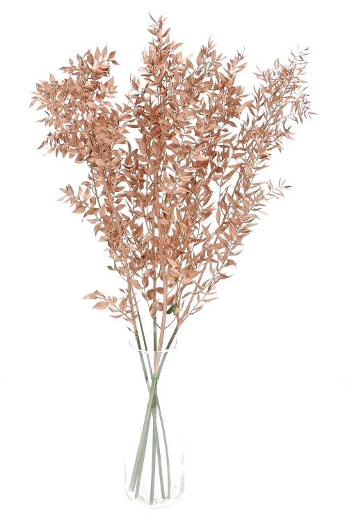 Dried copper Ruscus - bunch 5 stems
