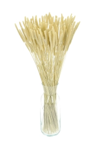 Suszona tymotka (Phleum) bielona - bukiet