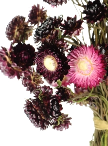 Dried flowers - burgundy Helichrysum, Xerochrysum - bunch