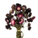 Dried flowers - burgundy Helichrysum, Xerochrysum - bunch