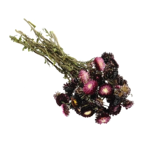 Dried flowers - burgundy Helichrysum, Xerochrysum - bunch