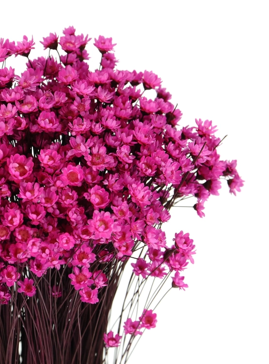 Suszona gliksja, glixia ciemnoróżowa - bukiet ~350 szt. - suszone kwiaty