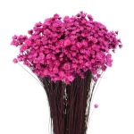 Glixia, dunkelrosa - Strauß ~350 Stk. - Trockenblumen