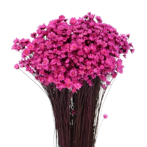 Suszona gliksja, glixia ciemnoróżowa - bukiet ~350 szt. - suszone kwiaty