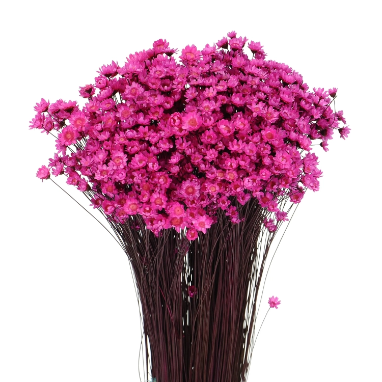 Suszona gliksja, glixia ciemnoróżowa - bukiet ~350 szt. - suszone kwiaty