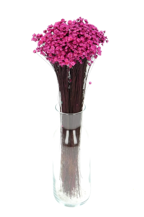 Suszona gliksja, glixia ciemnoróżowa - bukiet ~350 szt. - suszone kwiaty