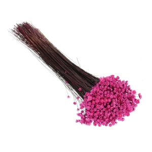 Suszona gliksja, glixia ciemnoróżowa - bukiet ~350 szt. - suszone kwiaty