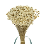 Glixia, natürlich - Strauß ~350 Stk. - Trockenblumen