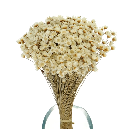 Suszona gliksja, glixia naturalna - bukiet ~350 szt. - suszone kwiaty