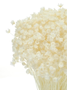 Dried white Glixia - bunch - dried flowers