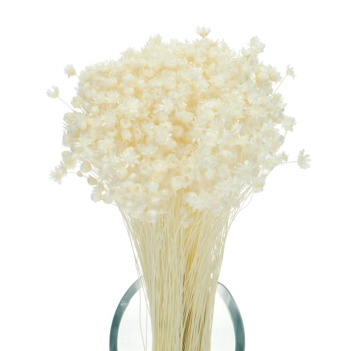 Dried white Glixia - bunch - dried flowers