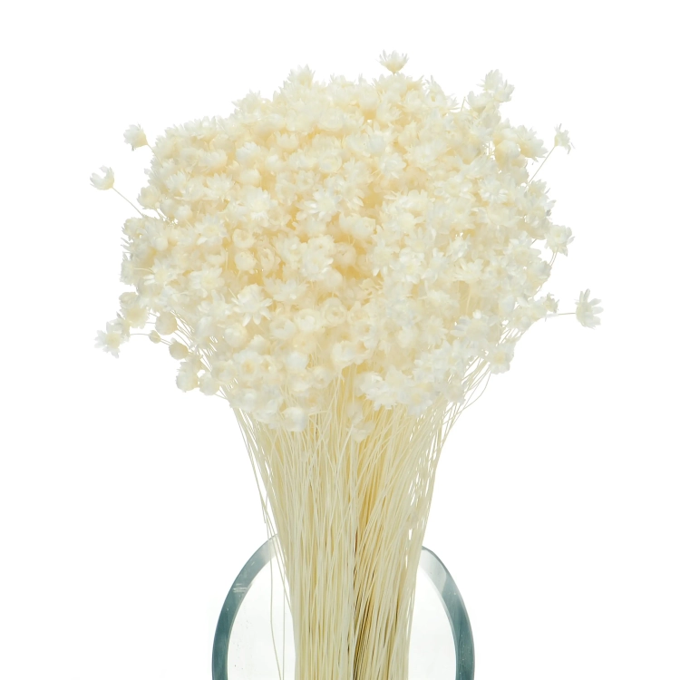 Dried white Glixia - bunch - dried flowers