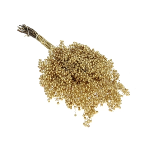 Dried decorative golden pepper