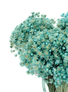 Dried turquoise Glixia - bunch ~350 stems - dried flowers