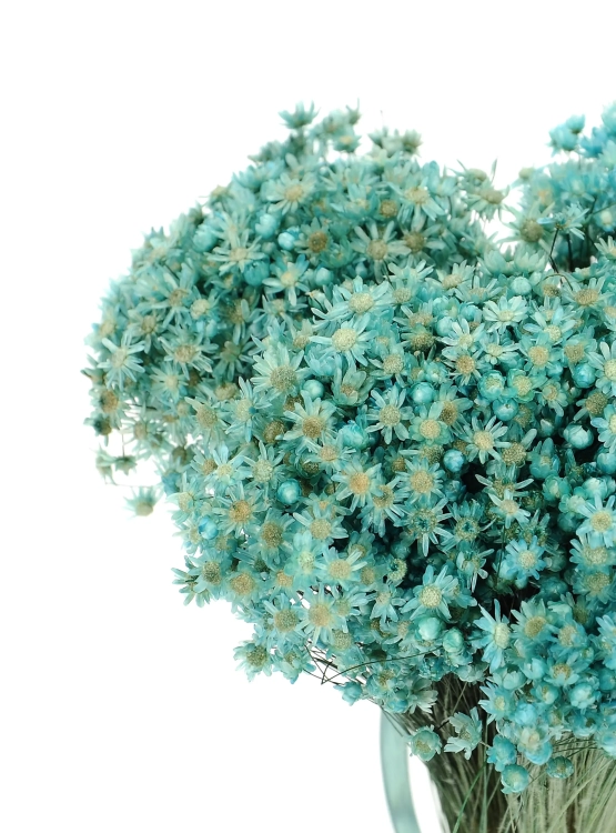 Dried turquoise Glixia - bunch ~350 stems - dried flowers