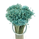 Dried turquoise Glixia - bunch ~350 stems - dried flowers