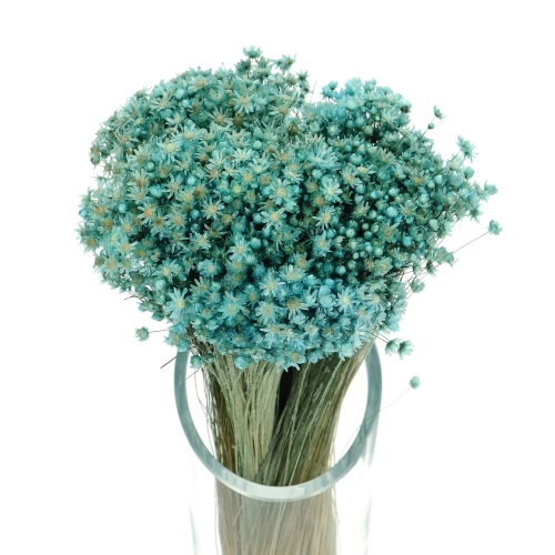 Dried turquoise Glixia - bunch ~350 stems - dried flowers