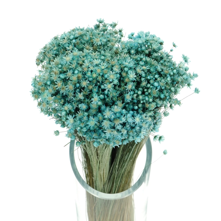 Dried turquoise Glixia - bunch ~350 stems - dried flowers