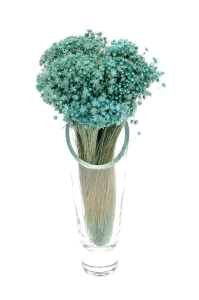 Dried turquoise Glixia - bunch ~350 stems - dried flowers
