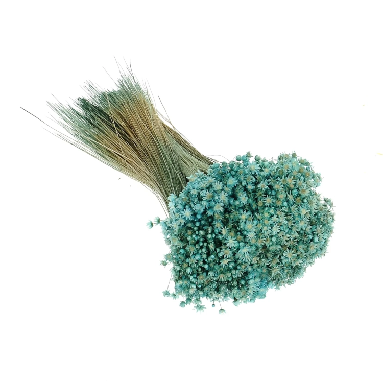 Dried turquoise Glixia - bunch ~350 stems - dried flowers
