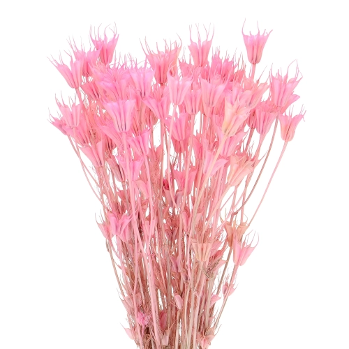 Suszona czarnuszka orientalna (Nigella) różowa - bukiet