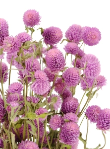 Dried lilac globe amaranth, Gomphrena - bunch