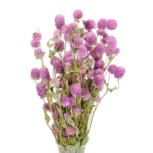 Dried lilac globe amaranth, Gomphrena - bunch
