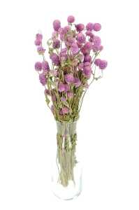 Dried lilac globe amaranth, Gomphrena - bunch
