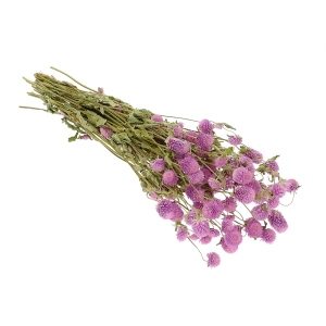 Dried lilac globe amaranth, Gomphrena - bunch
