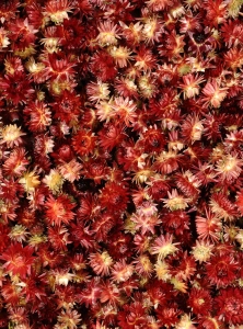 Dried red Helichrysum - heads, flowers 50 g, ~70 pcs